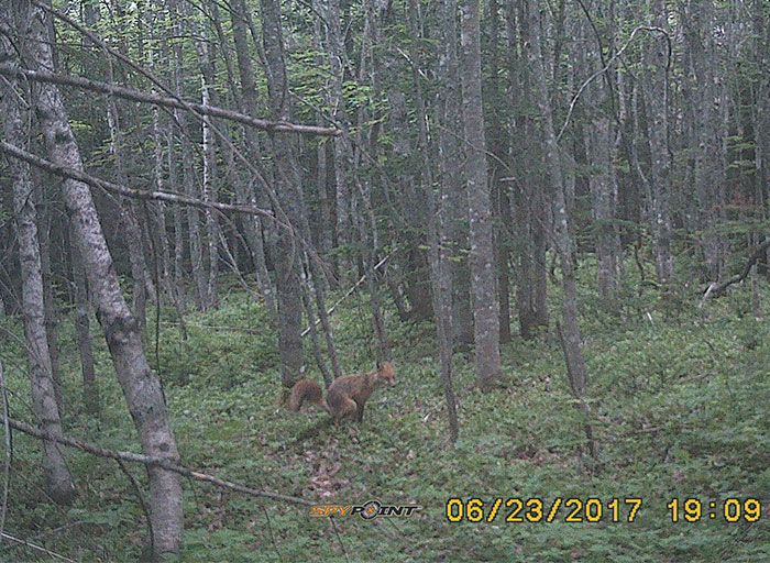 trail cam woodland - be Store Point. 06232017