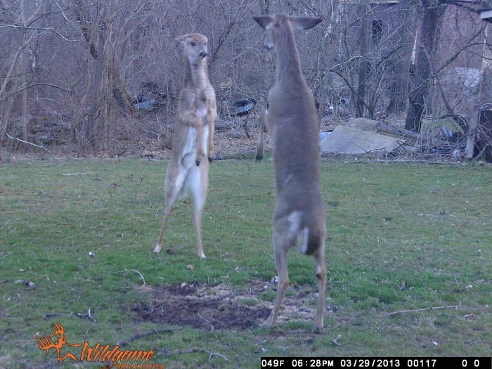 trail cam funny animals caught on trail cam - 049F 03292013 00117 00