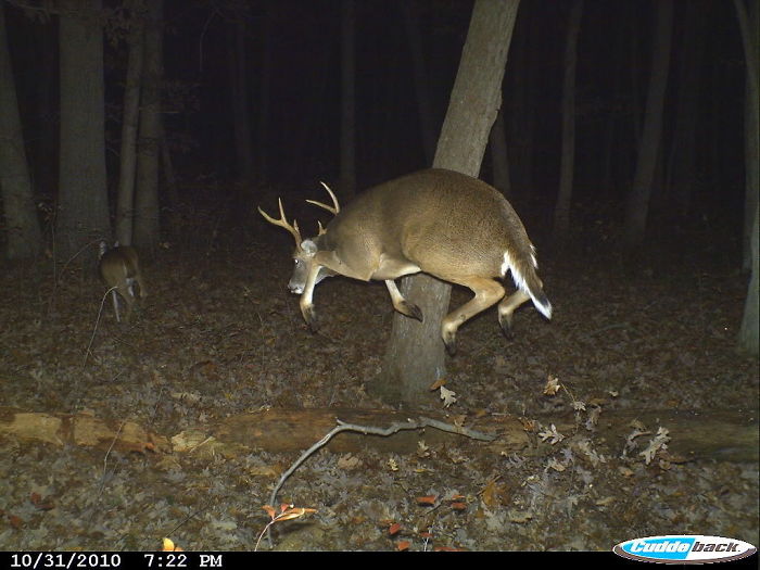 trail cam flying squirrel and deer - Ludde back 10312010