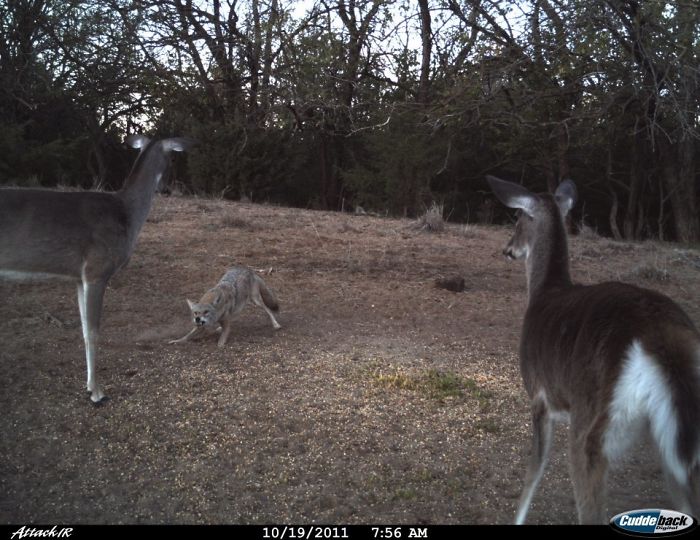trail cam deer vs coyote - Cudde back Attack Ir 10192011