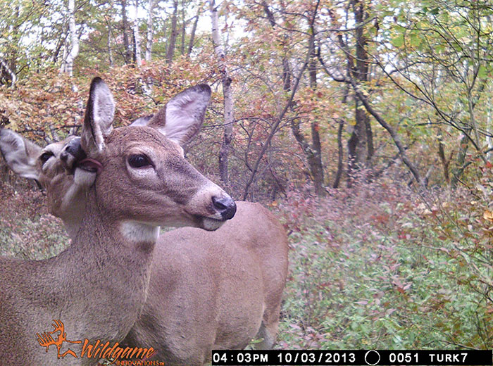 trail cam weird deer caught on trailcam - me 10032013 O 0051 Turk 7 Inovations