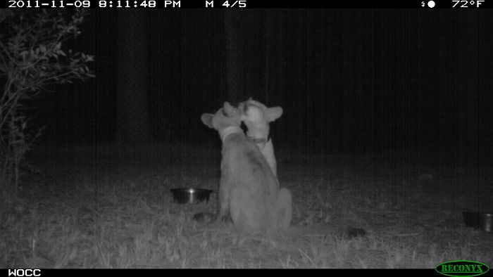trail cam trail camera that sends pictures to cell phone - 48 Pm M 45 72F Wocc Reconyx