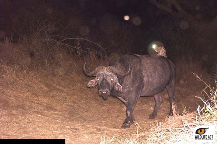 trail cam genet riding rhino - Wildlife Act