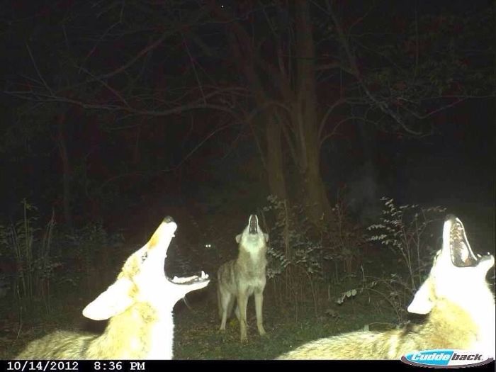 trail cam crazy things caught on trail cameras - Ludde back 10142012
