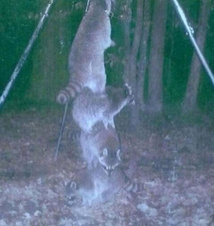trail cam raccoons at deer feeder