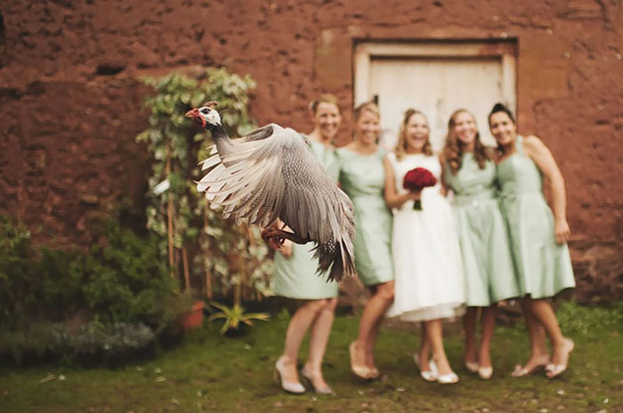 31 Times Wedding Photos Were Photobombed