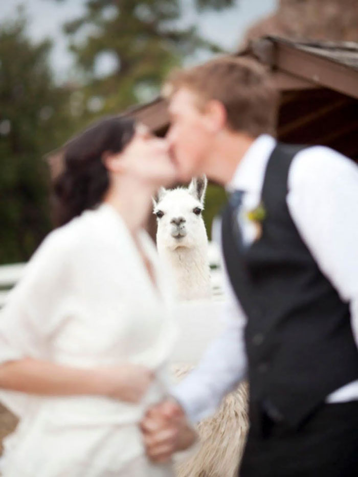 31 Times Wedding Photos Were Photobombed