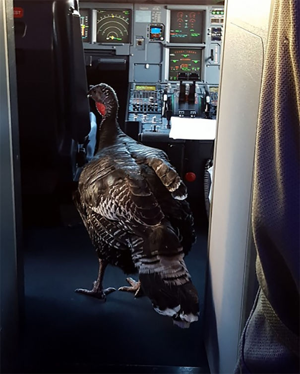 emotional support turkey on flight - Be