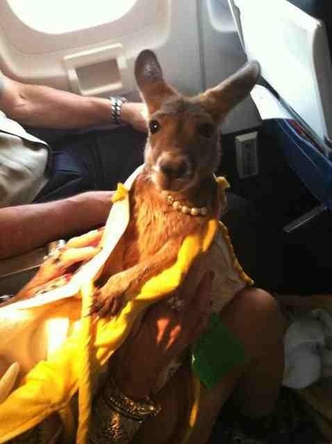 kangaroo on plane