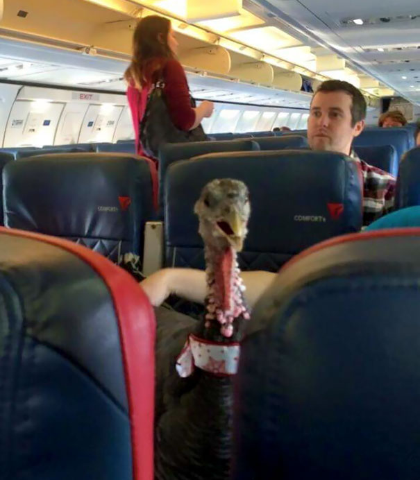 turkey on plane service animal