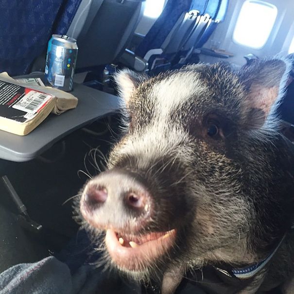 pig on airplane