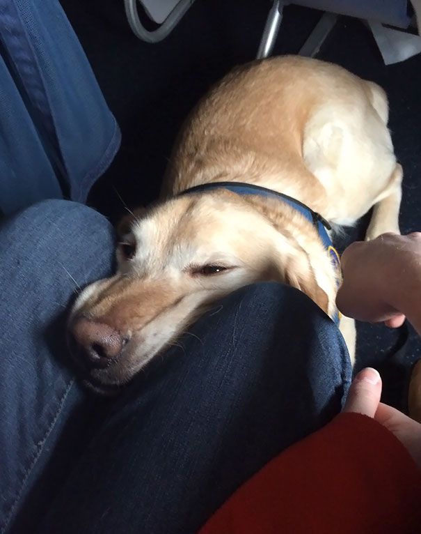 31 Times Pets Went Flying