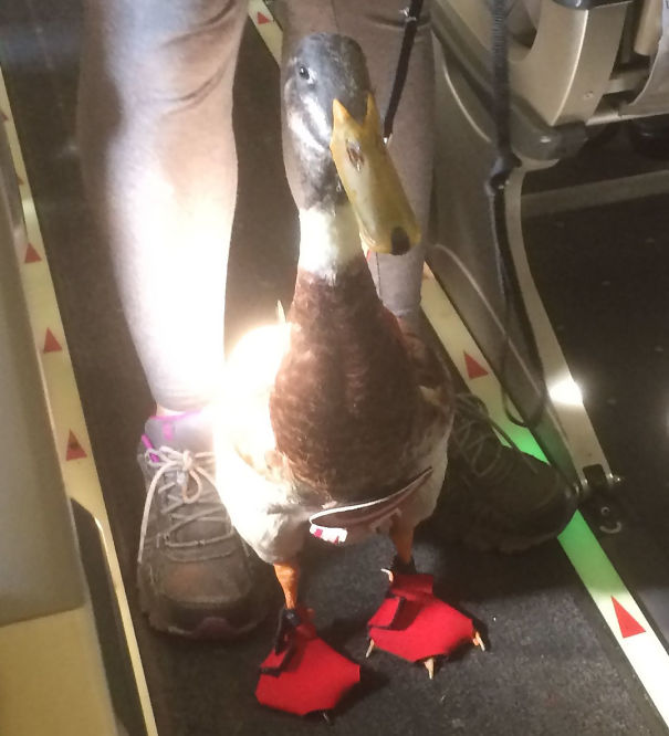 emotional support duck on plane