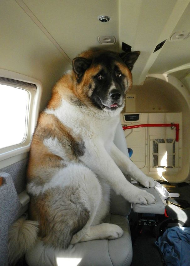 big dog on plane