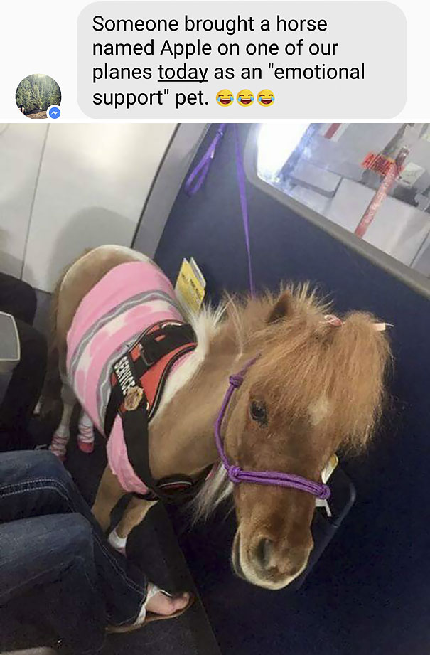 emotional support pony - Someone brought a horse named Apple on one of our planes today as an "emotional support" pet.
