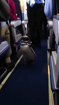 31 Times Pets Went Flying