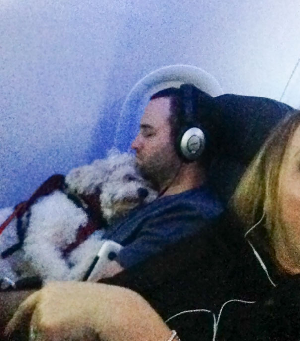 dog on a flight