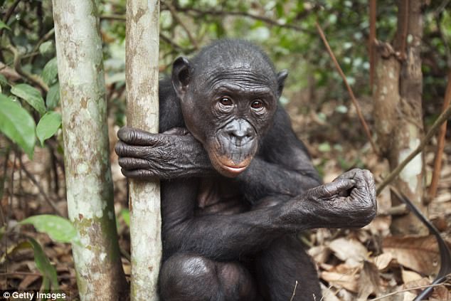 The kindness of strangers in Bonobos: Researchers find they help others without being asked