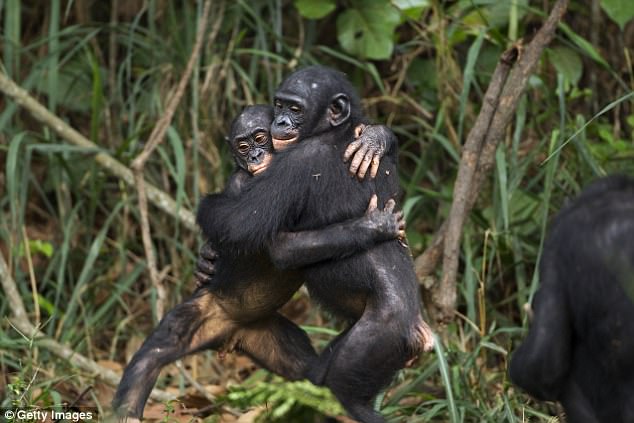 The kindness of strangers in Bonobos: Researchers find they help others without being asked