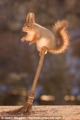 Up for a game of Quidditch? Squirrels seen enjoying Harry Potter's favourite sport in a garden in Sweden