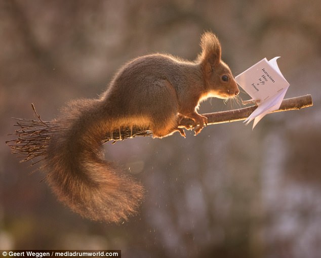 Up for a game of Quidditch? Squirrels seen enjoying Harry Potter's favourite sport in a garden in Sweden