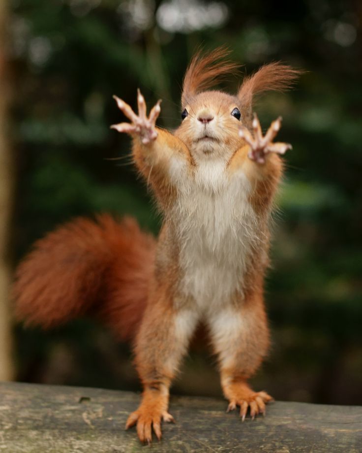 Funny Cute Wild Animals Funny Cute Wild Animals