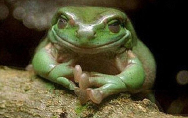 evil frog