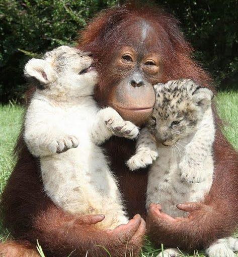 interspecies animal friendships