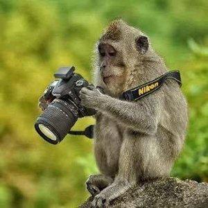 chimping photography