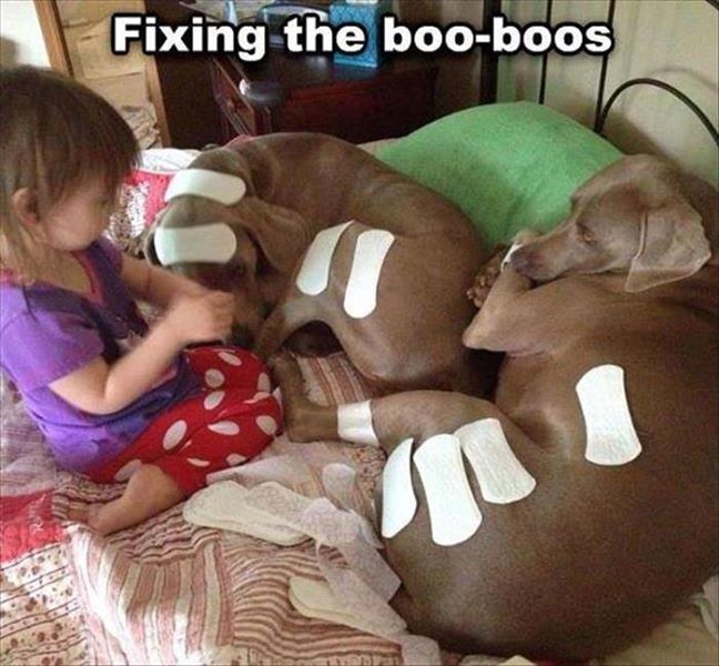 Dog - Fixing the booboos