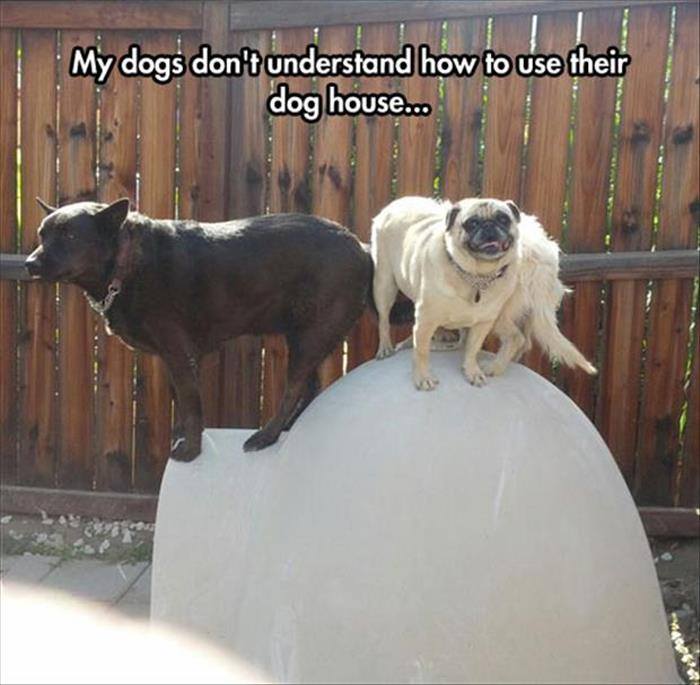 Dog - My dogs don't understand how to use their dog house...
