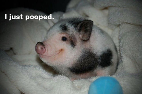 baby cute piggy - I just pooped.