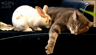 cat and rabbit gif - 4GIFs .com