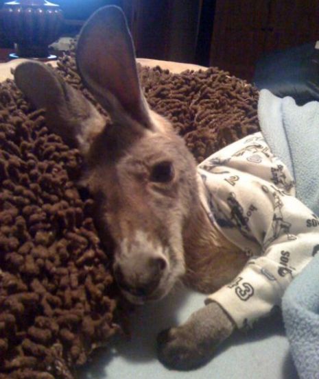 baby kangaroo in pajamas