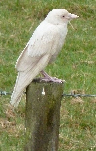 Albino Animals