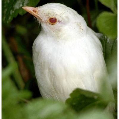 Albino Animals