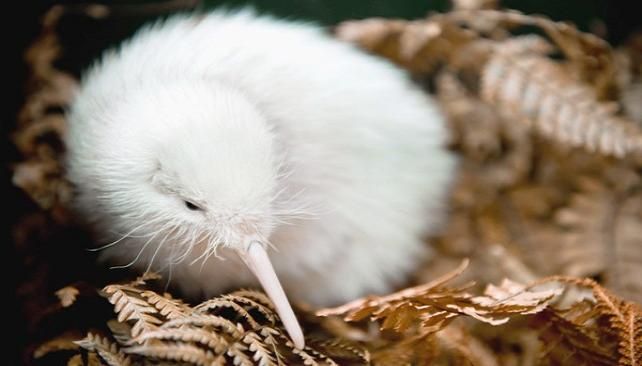 Albino Animals