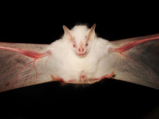 Albino Animals