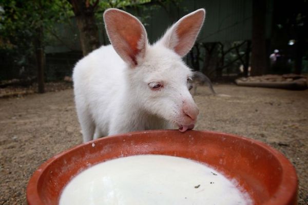 Albino Animals