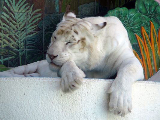 Albino Animals