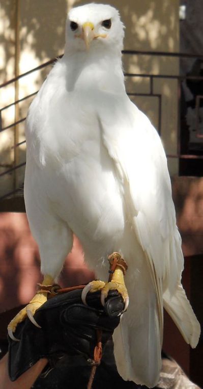 Albino Animals