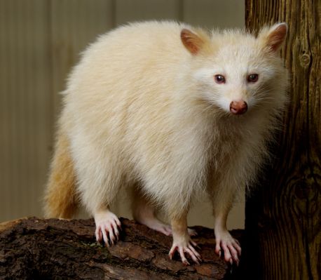 Albino Animals