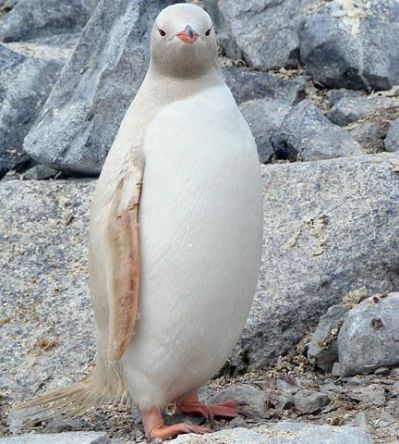 Albino Animals