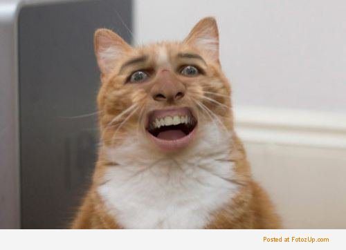 nicholas cage cat - Posted at Fotoz Up.com