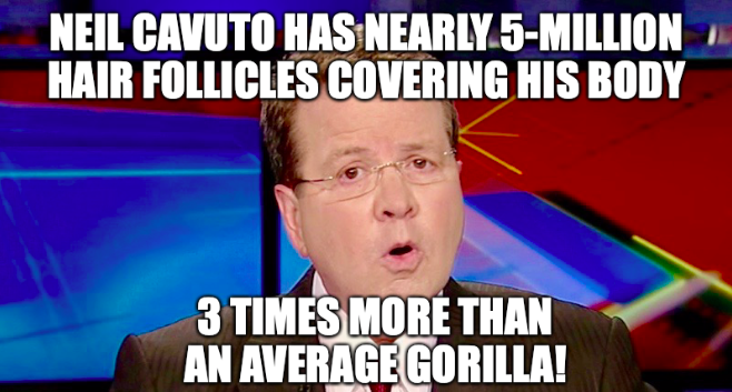 photo caption - Neil Cavuto Has Nearly 5Million Hair Follicles Covering His Body 3 Times More Than An Average Gorilla!