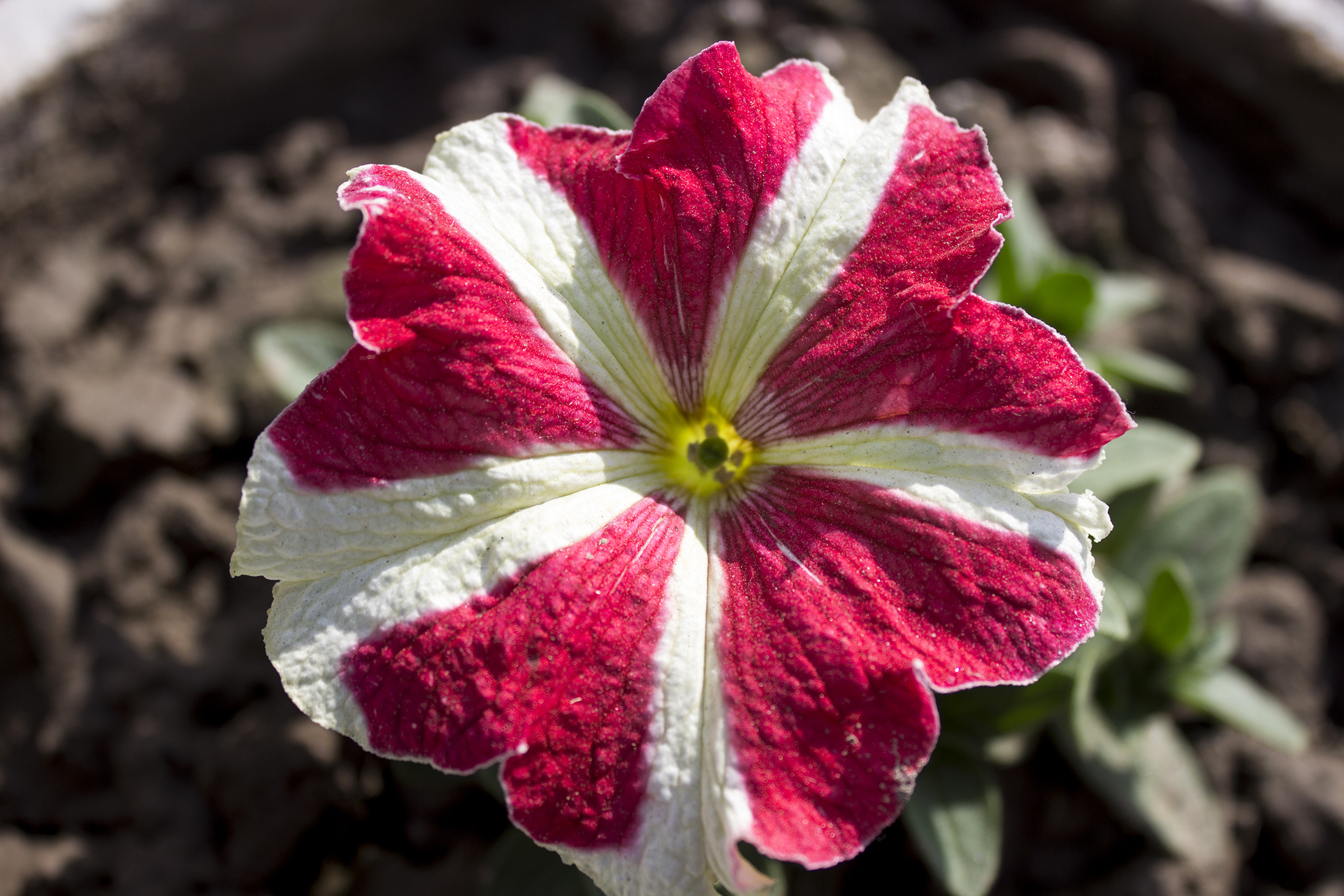 I Took a Picture of Beautiful Crimson Star Petunia Flower.