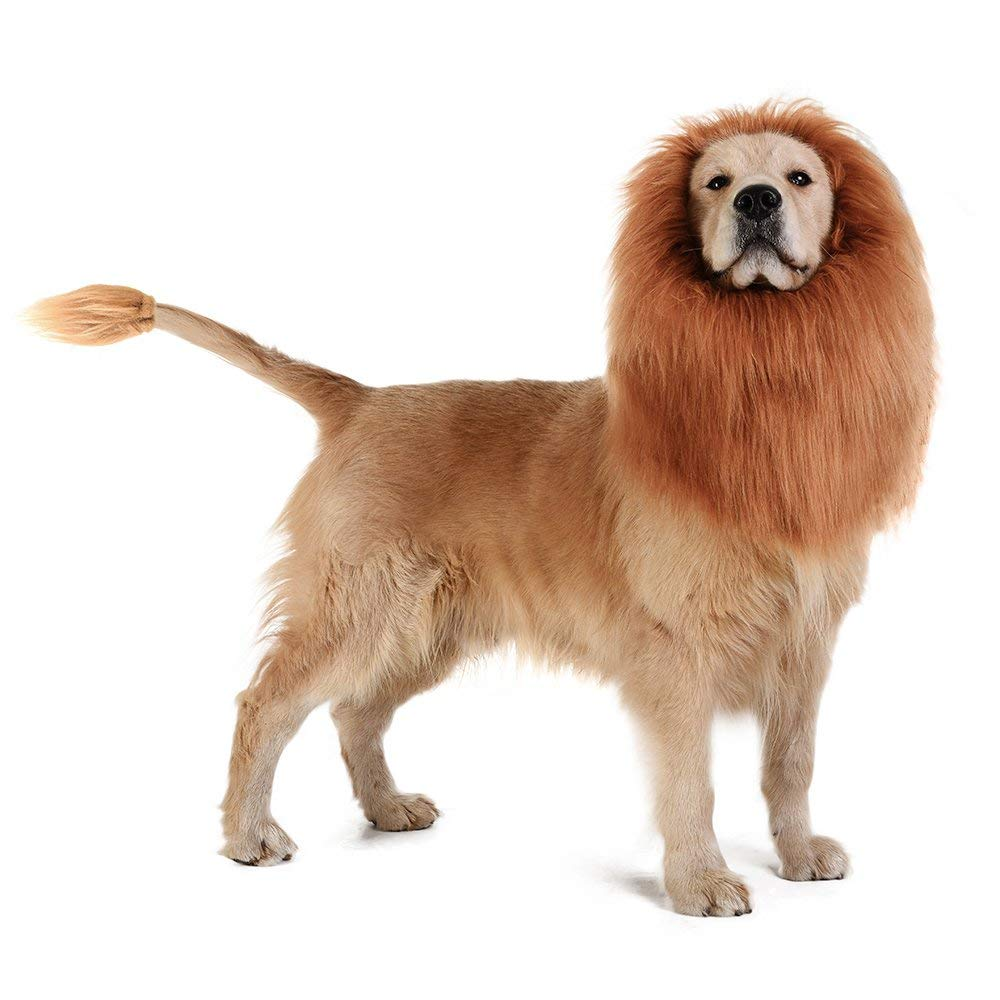 Yo dog, I'm not lyin'. You look like a dang lion.<br><br>Make your pup the pride of his pride with a lion costume you can buy <a href="https://amzn.to/2POuzYr" "nofollow" target="_blank">here</a>.