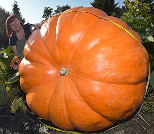 Psst... Hey you, kid... Wanna grow a giant pumpkin?<br><br>You can buy some seeds <a href="https://amzn.to/2PPfkhZ" "nofollow" target="_blank">here</a>.