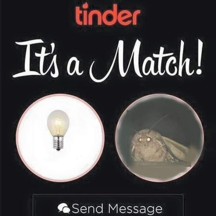 Tinder screenshot of a moth matching with a light bulb