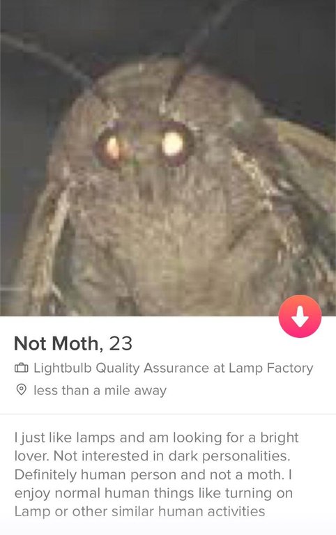 Moth Tinder profile with the name not moth